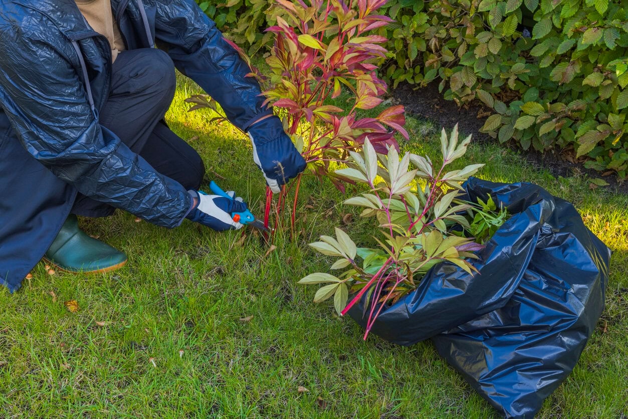 cutting peony bushes on autumn
