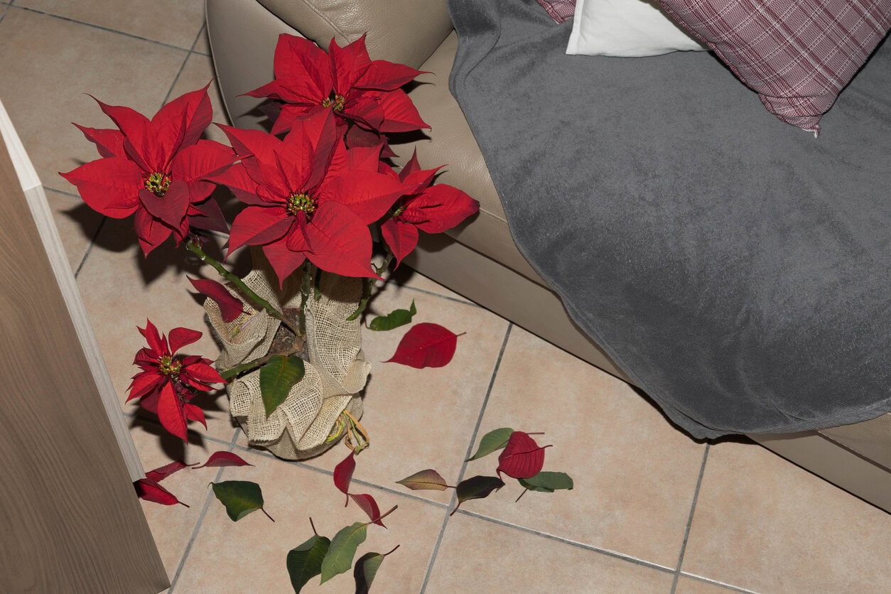 poinsettia with falling leaves