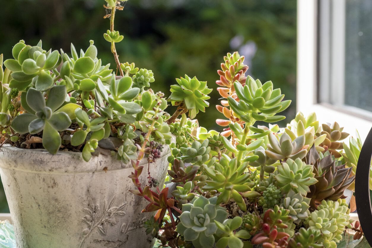 Indoor succulents on the windowsill