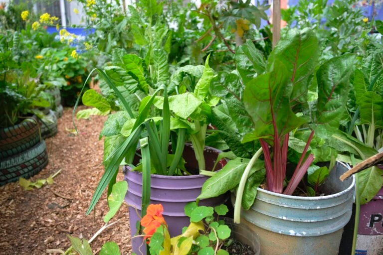 9 Fall Vegetables That Grow Well in 5-Gallon Buckets