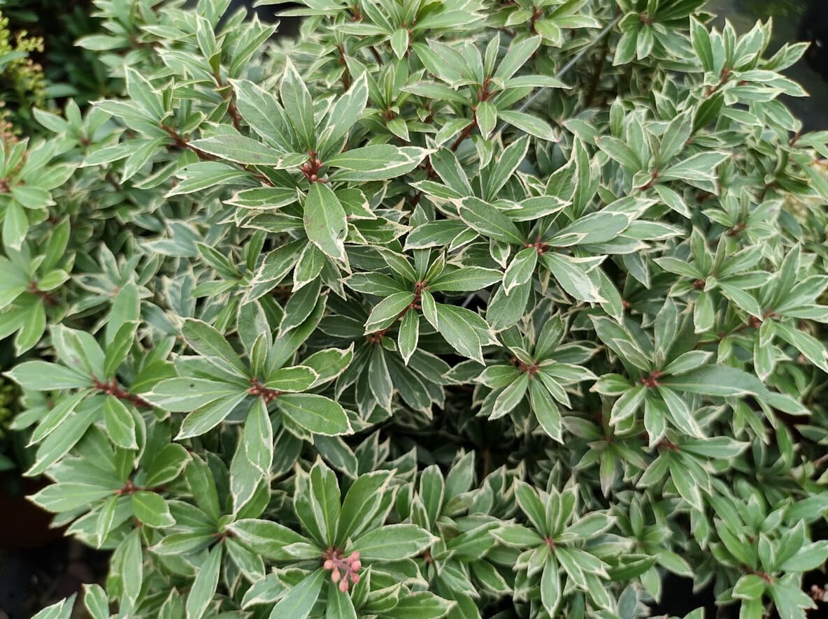 Pieris Japonica (‘Little Heath’)