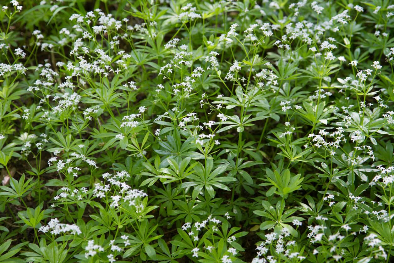Sweet Woodruff