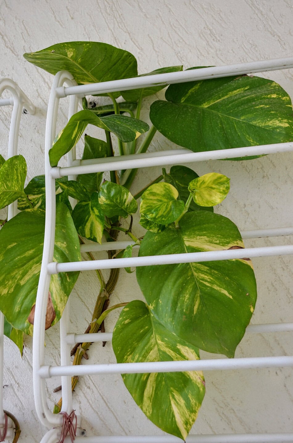Pothos