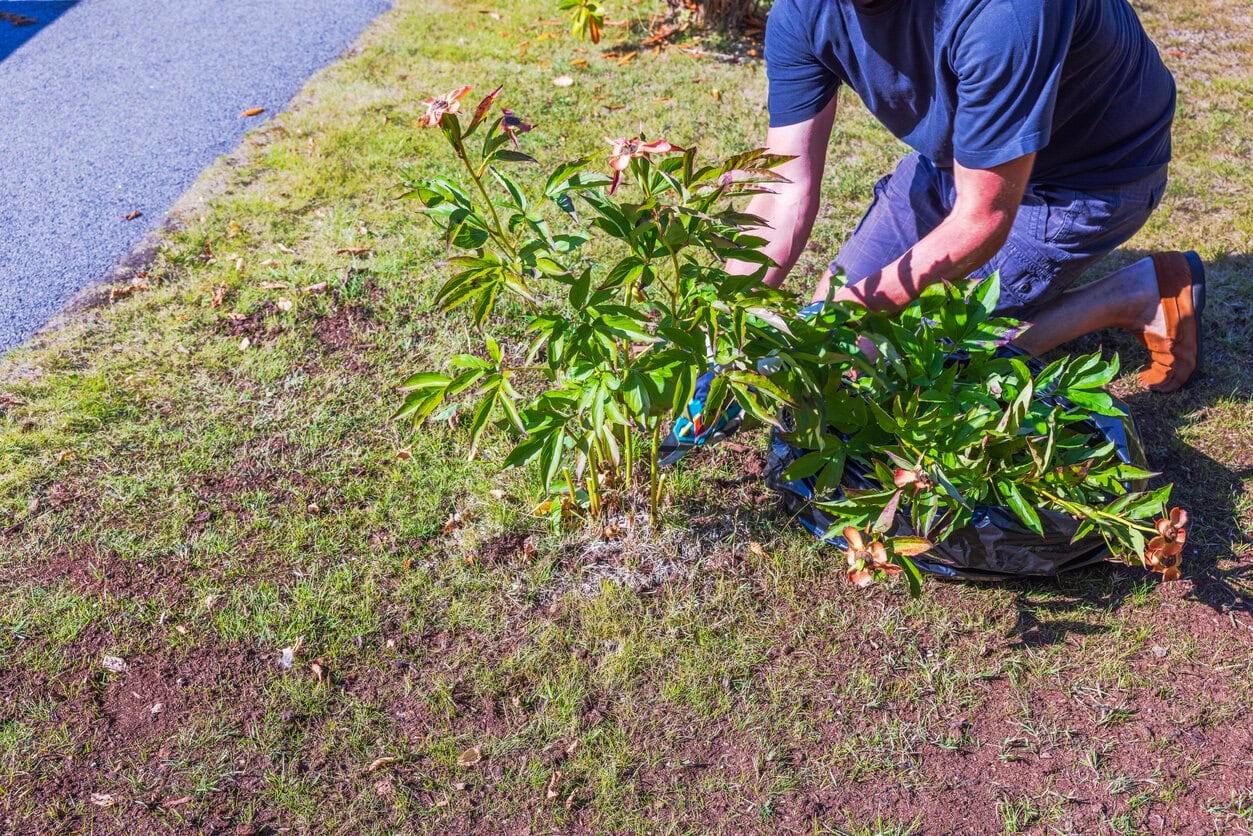 cutting peony bushes on autumn