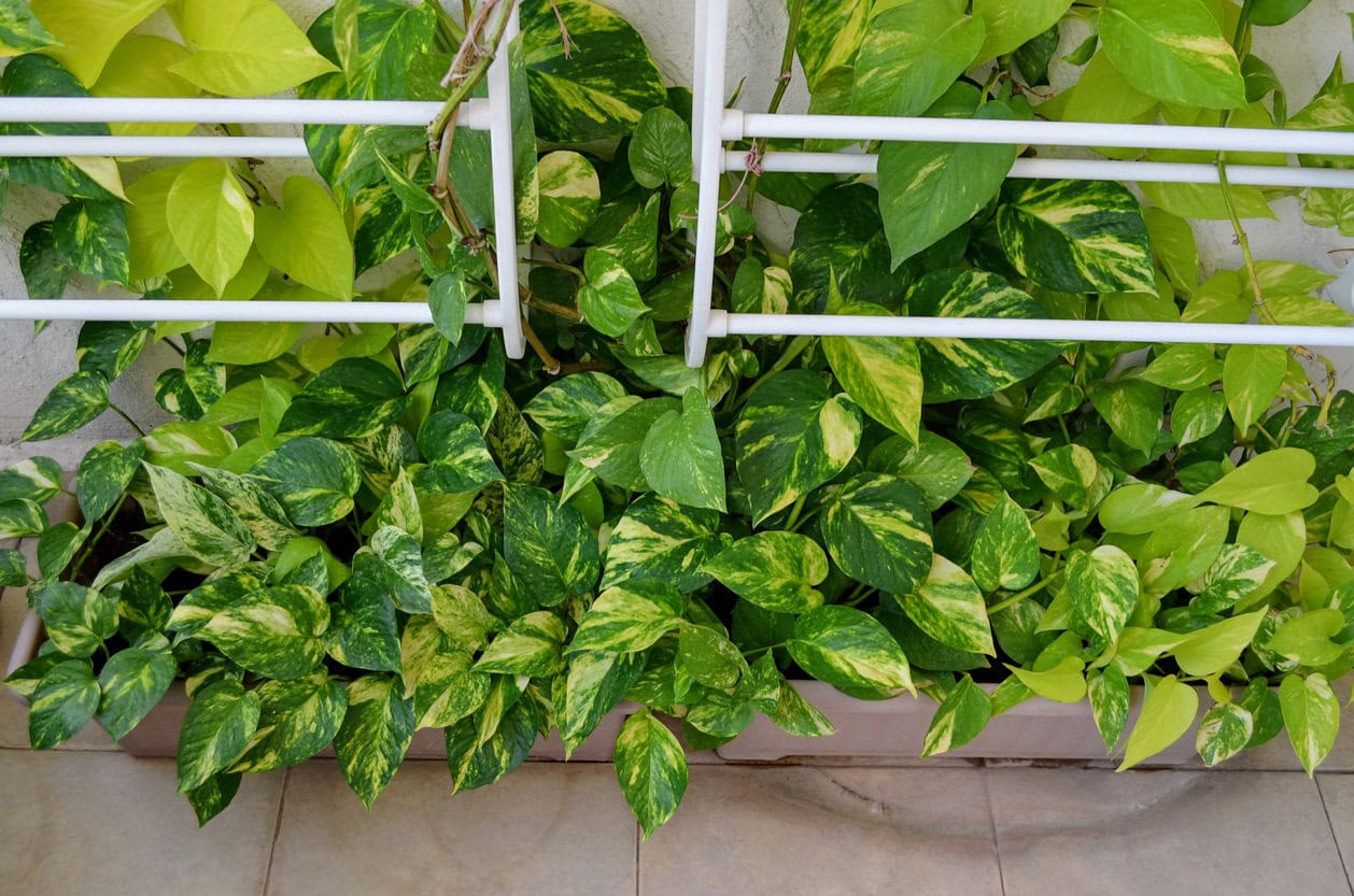 Pothos
