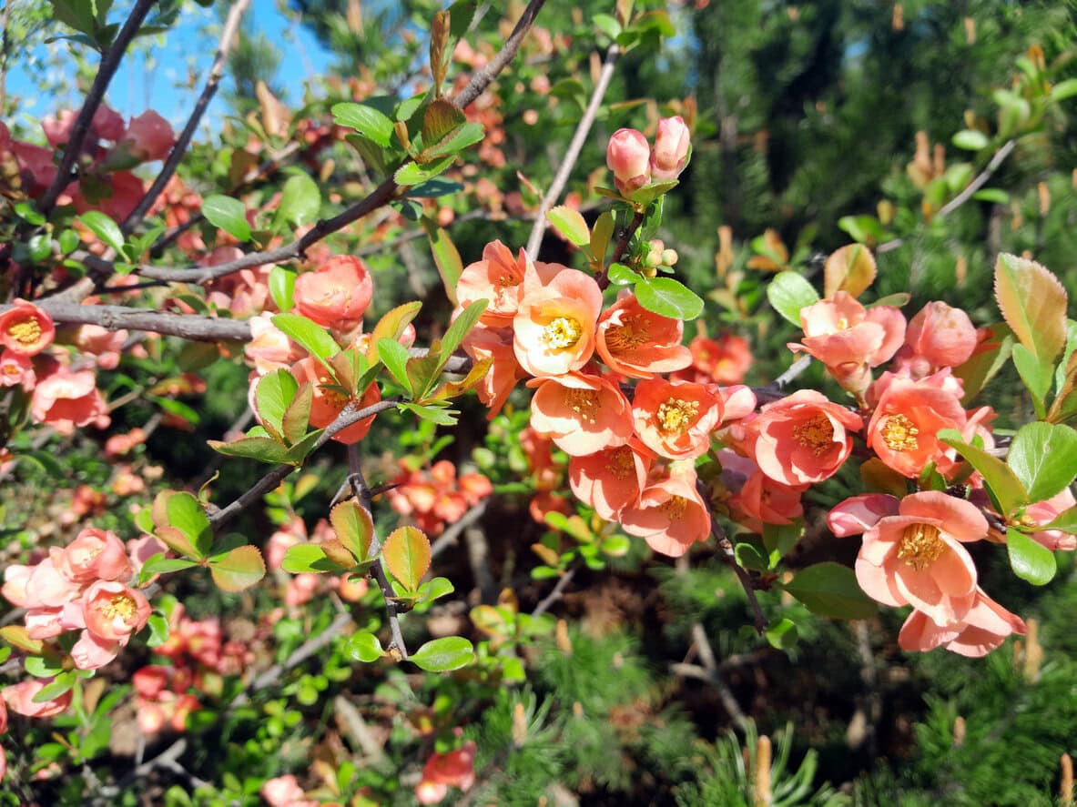 Flowering Quince