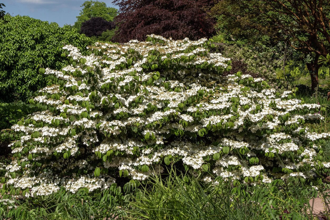 Viburnum plicatum forma tomentosum 'Shasta', ein im Frühling und Sommer weißer blühender Strauch, allgemein bekannt als Doublefire