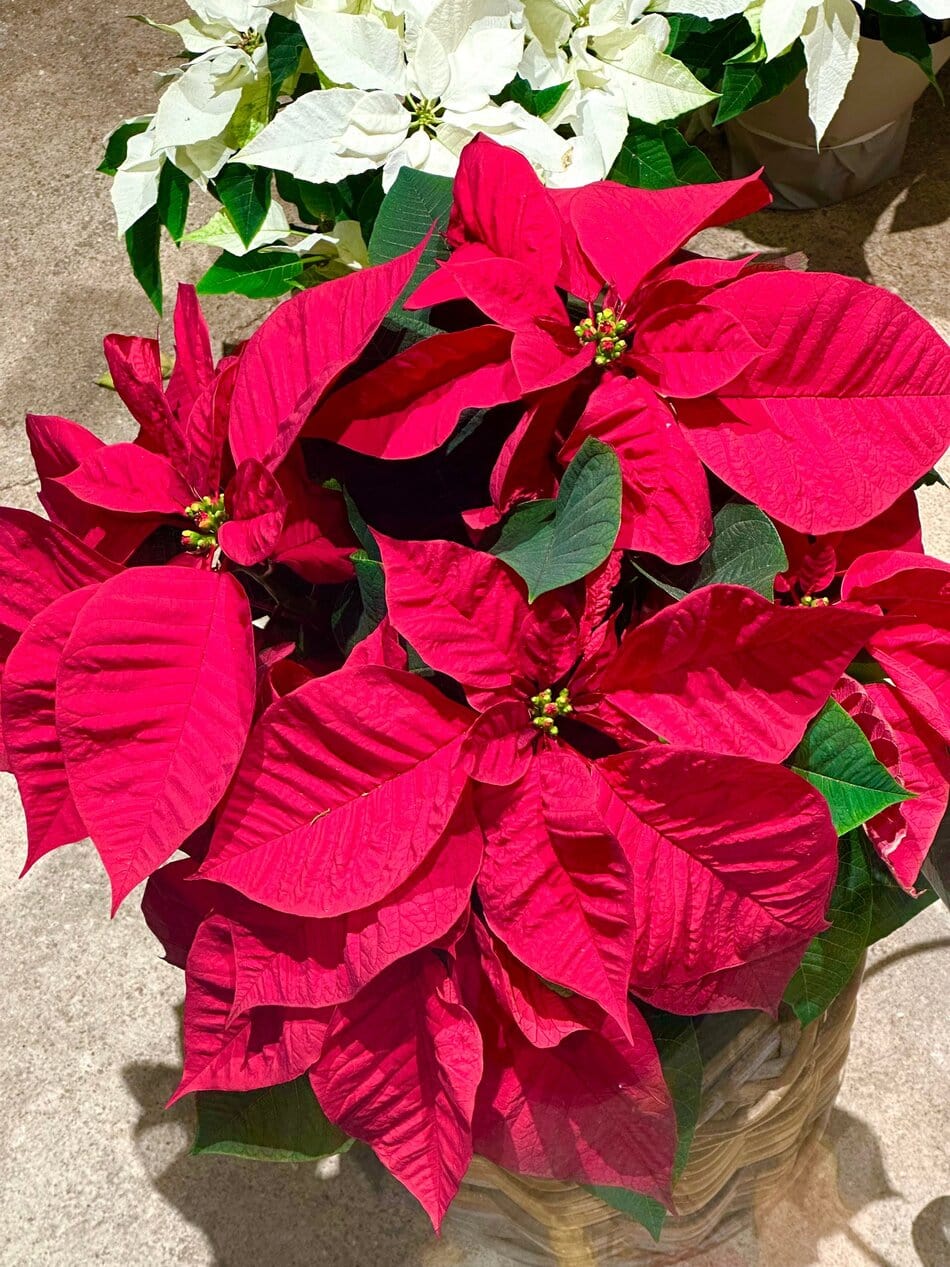 Poinsettia