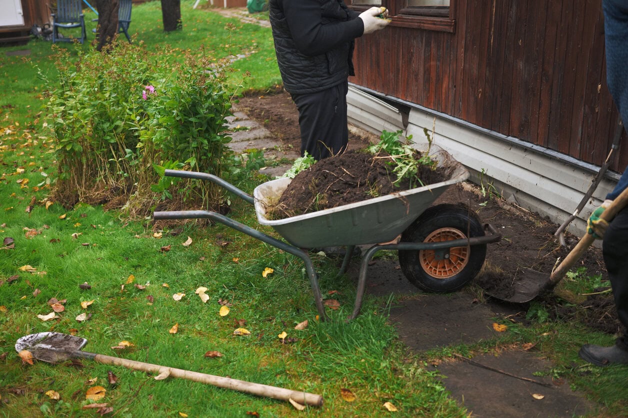 replanting and dividing phloxes