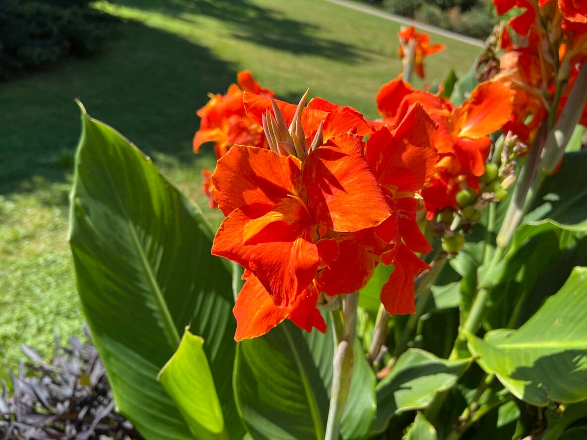 Canna Lilly