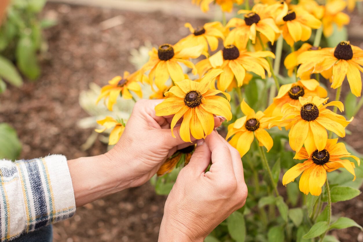 Holding rudbeckia flower