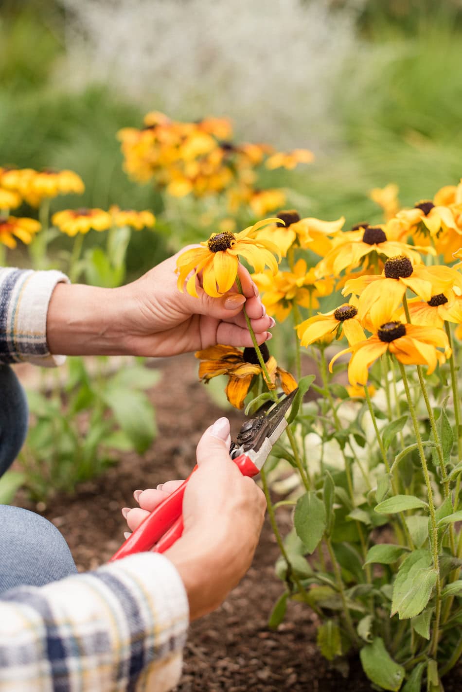 Cutting rudbeckia