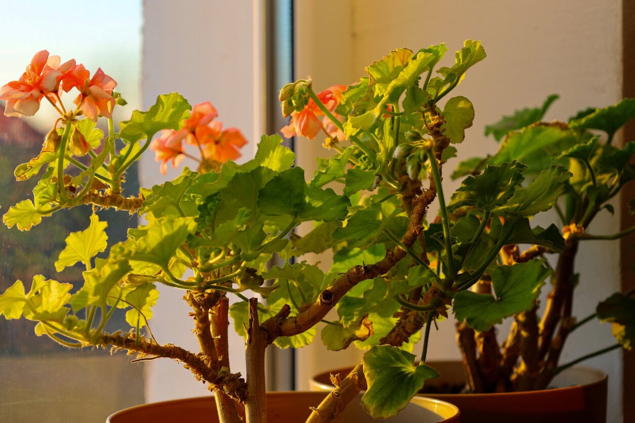 Zonal Geraniums (Pelagornium)