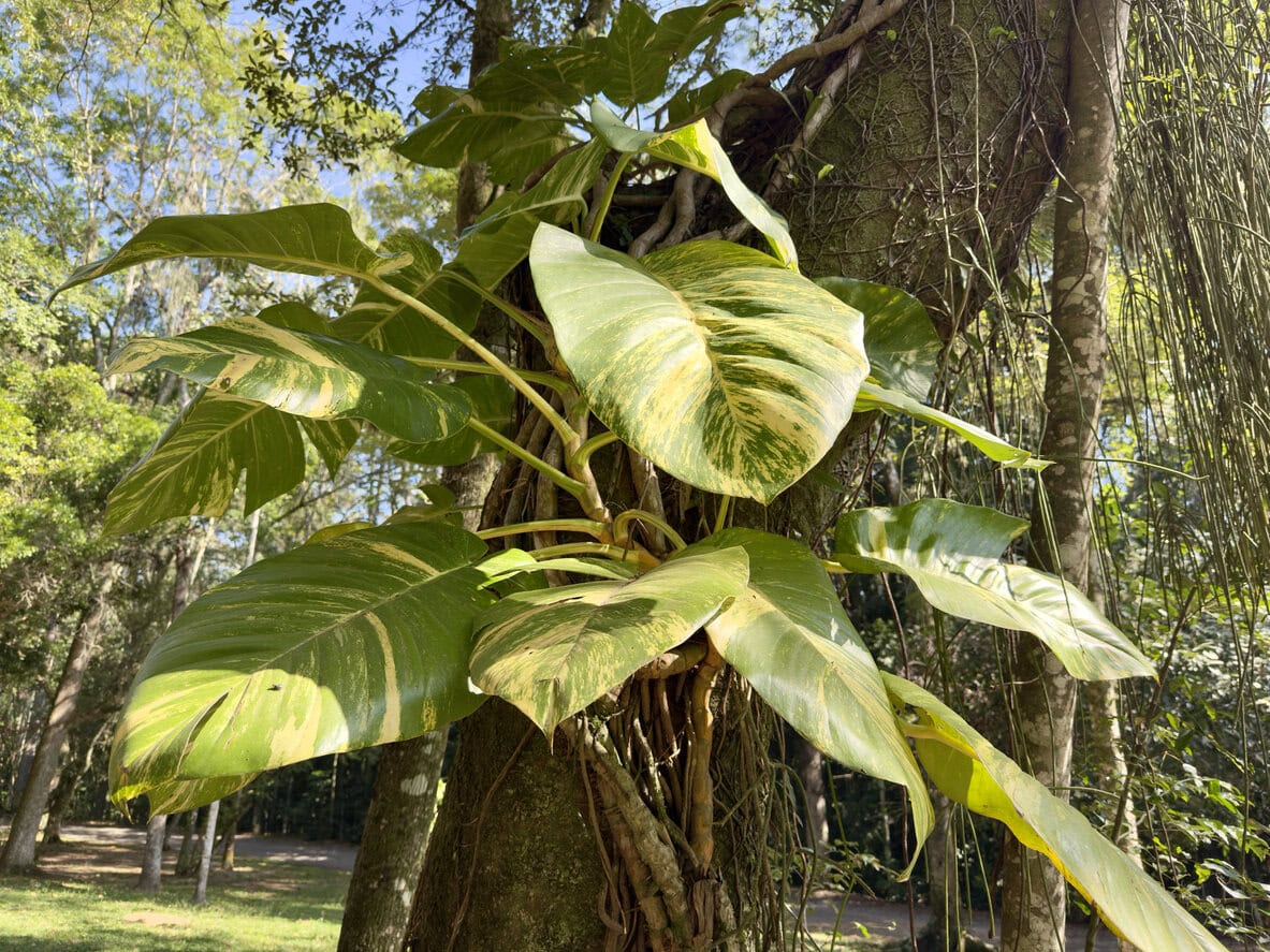 Pothos tangled in the trunk of a tree