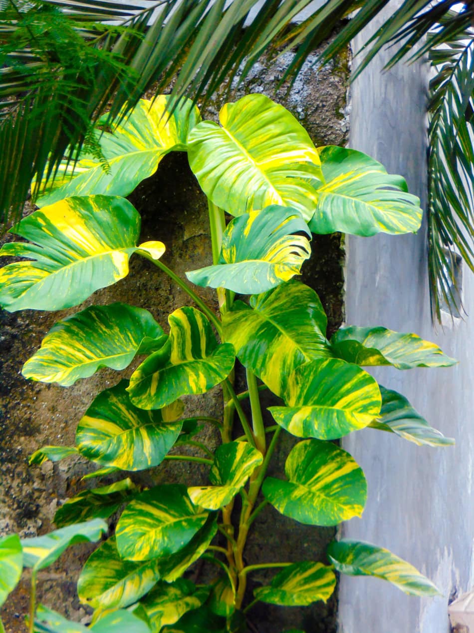Big Leaves of Golden Pothos Climbing on Wall