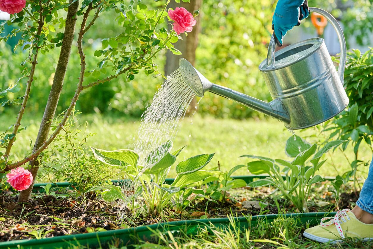Watering hostas