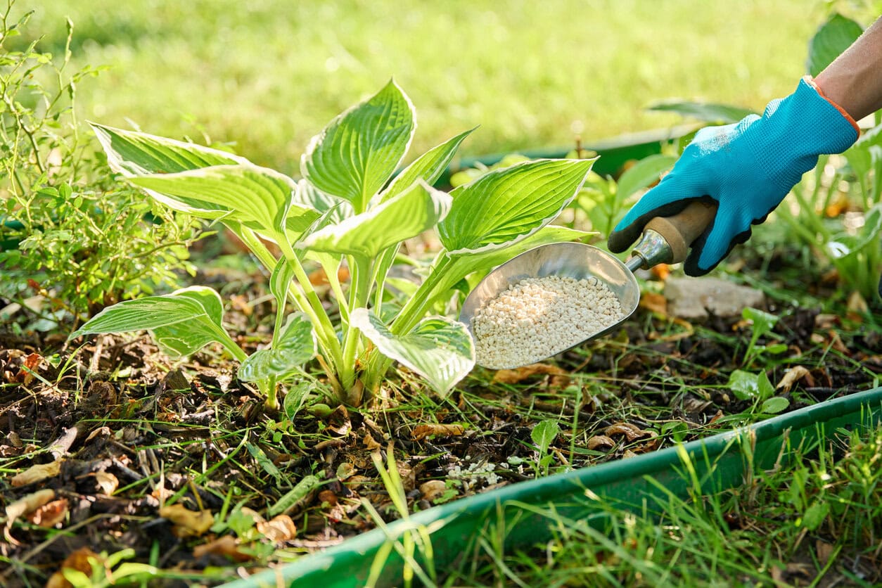 Fertilizing hostas