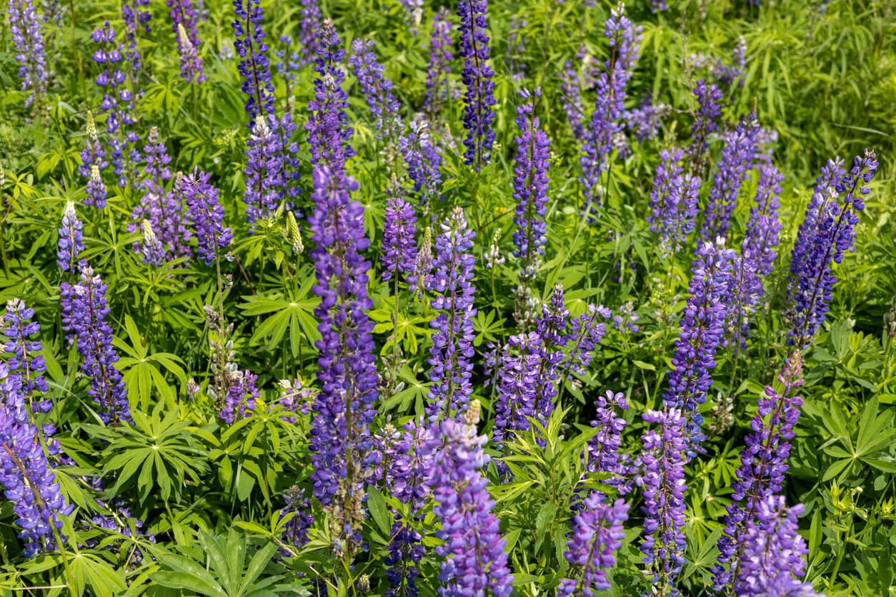 Wild Lupine