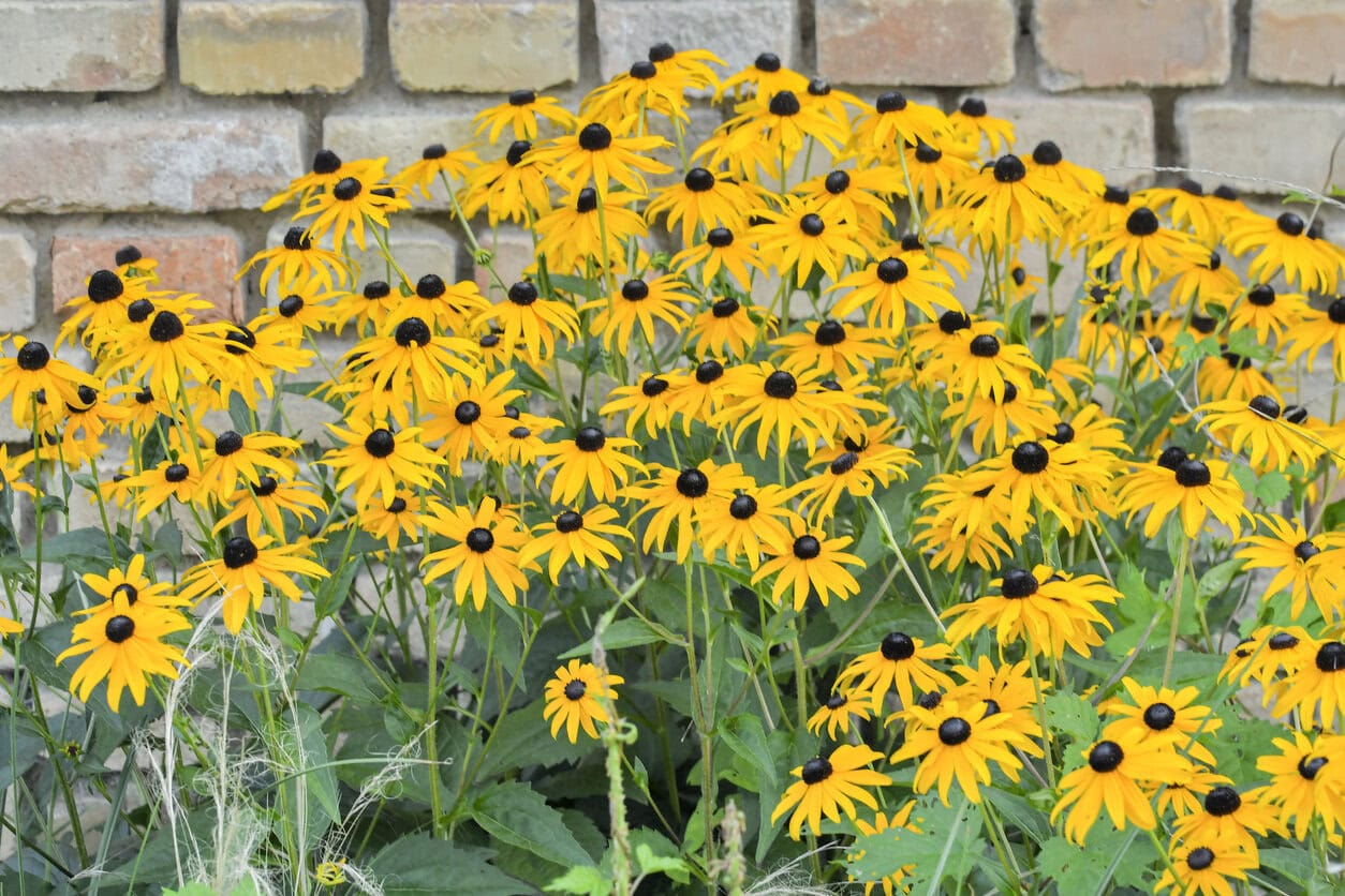 Rudbeckia hirta
