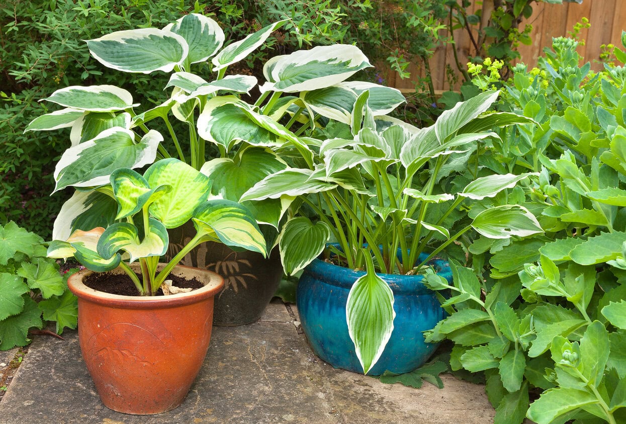Hostas growing in pots