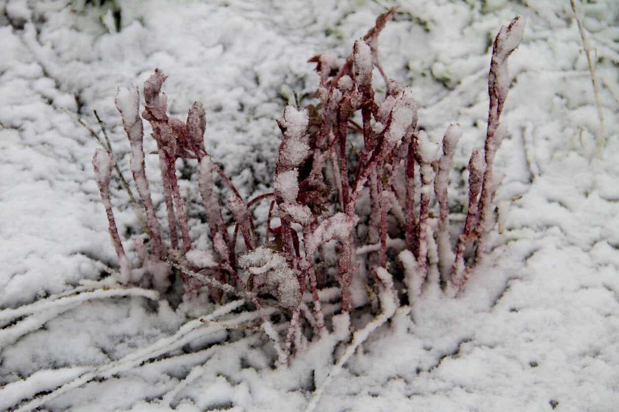 Peony covered in snow