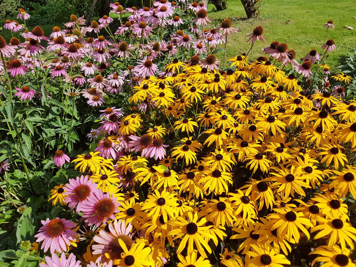 Coneflower and Black-eyed Susan