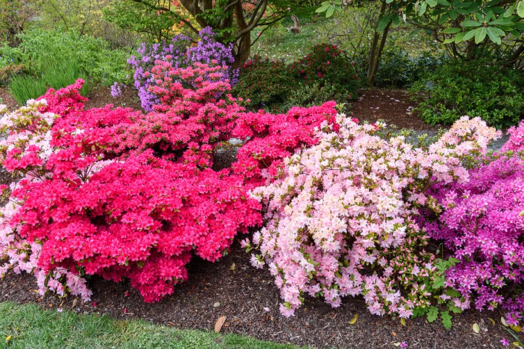 12 Plants You Should Mulch Before Winter (and 5 You Shouldn’t)
