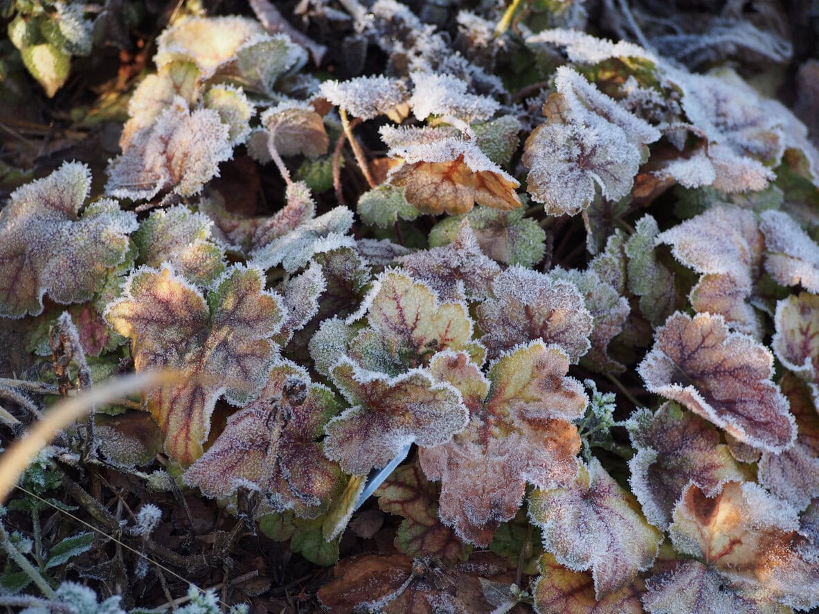 Heuchera frost