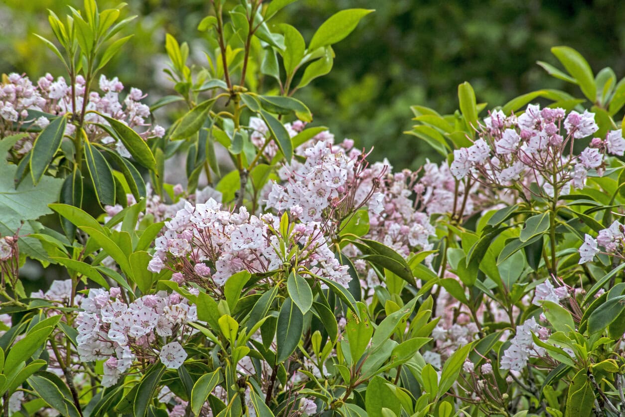 Mountain Laurel (Kalmia Latifolia ‘Minuet’)