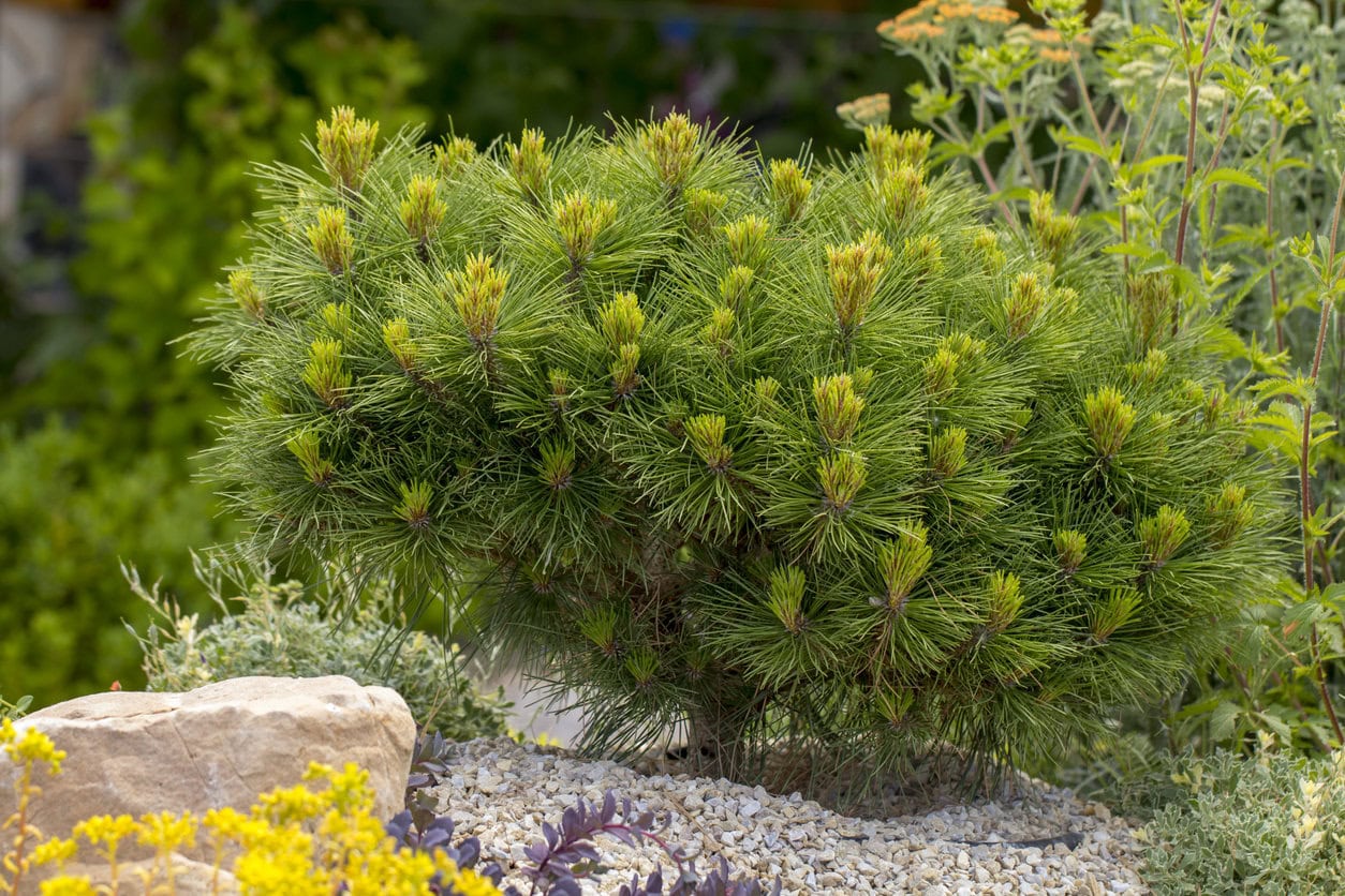 Dwarf Mugo Pine (Pinus Mugo Var. Pumilio)