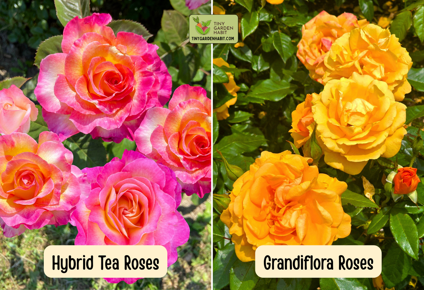 Hybrid Tea and Grandiflora Roses