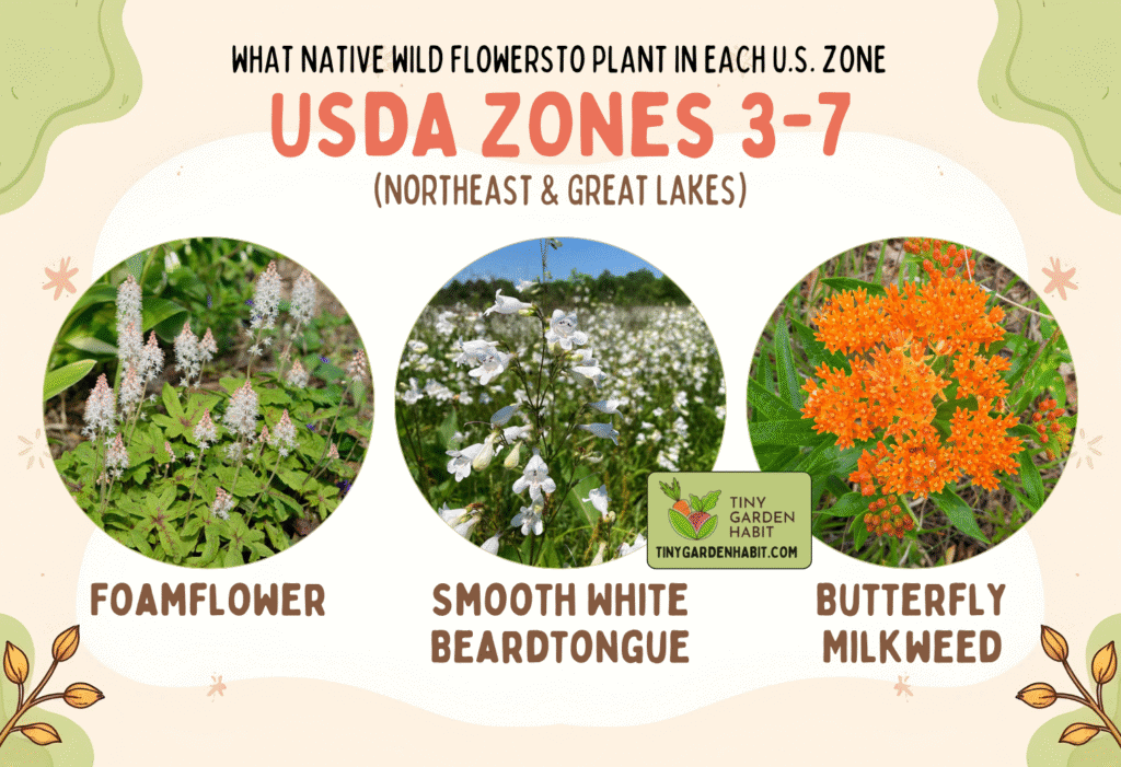Native Wild Flowers by Region: What to Plant in Each U.S. Zone