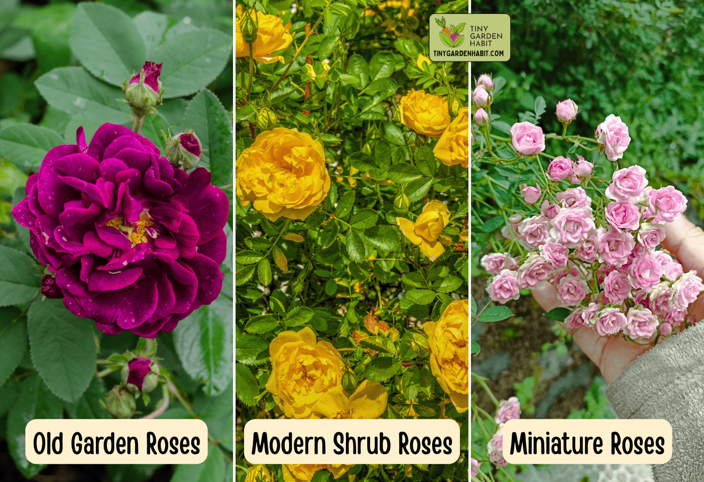 Old Garden, Modern Shrub and Miniature Roses