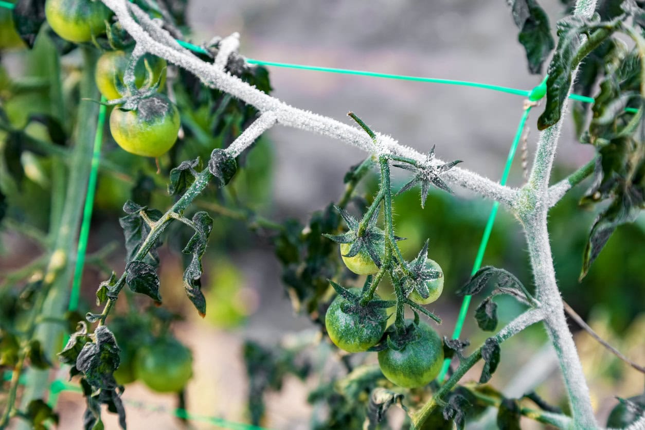 Kirschtomaten nach dem ersten Bodenfrost