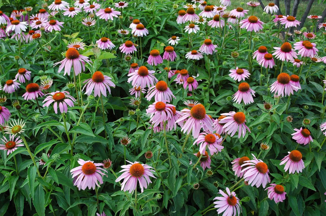 Crowded coneflowers