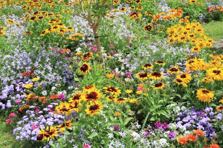 12 Wild Flowers to Sow in Fall for a Burst of Color Next Spring