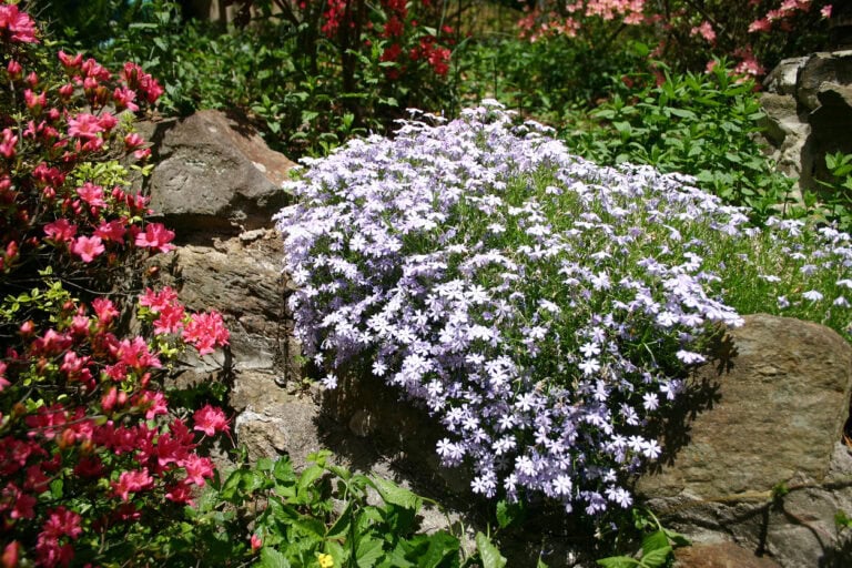 10 Flowers That Practically Bloom Themselves