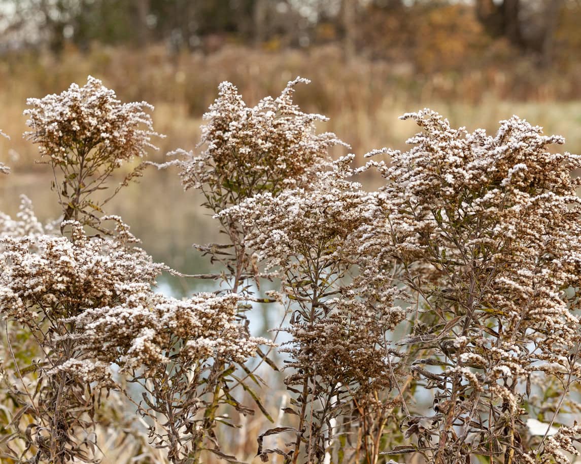Goldenrod winter