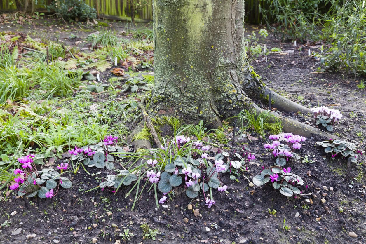 Alpenveilchen unter Baum