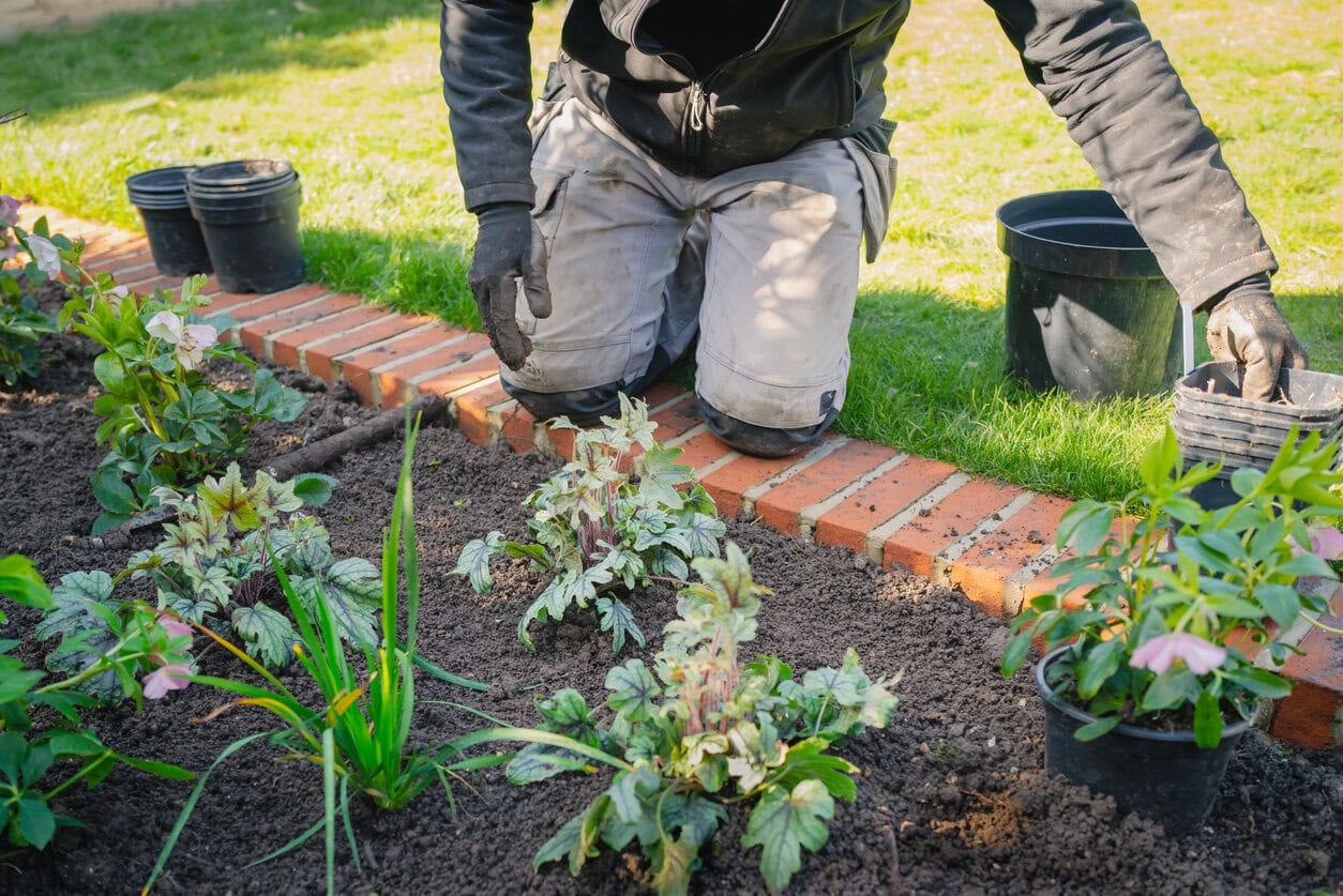 Planting heuchera and hellebores
