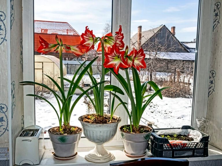 How to Schedule Amaryllis Planting for Holiday Flowers