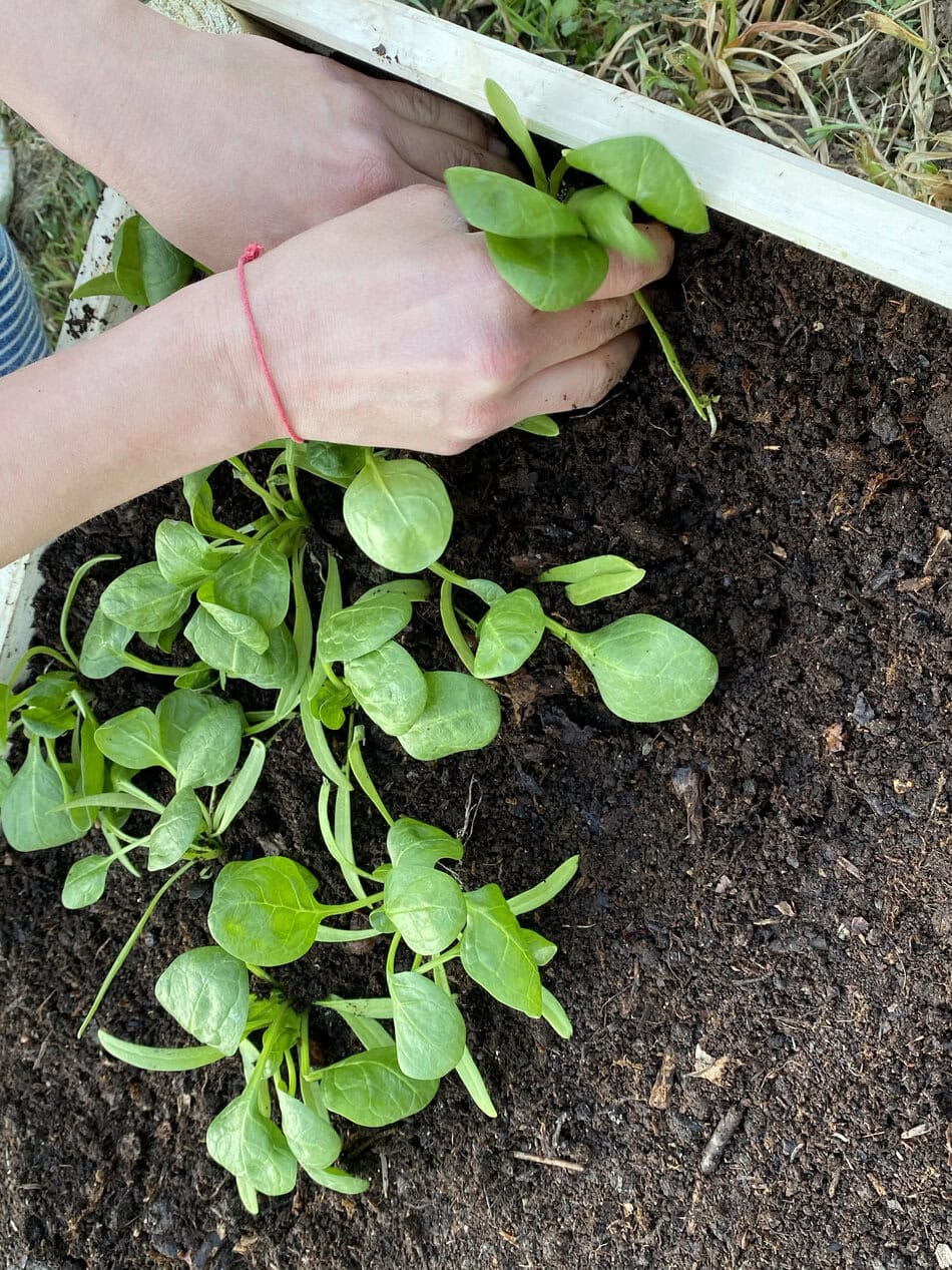 Planting baby spinach leafs
