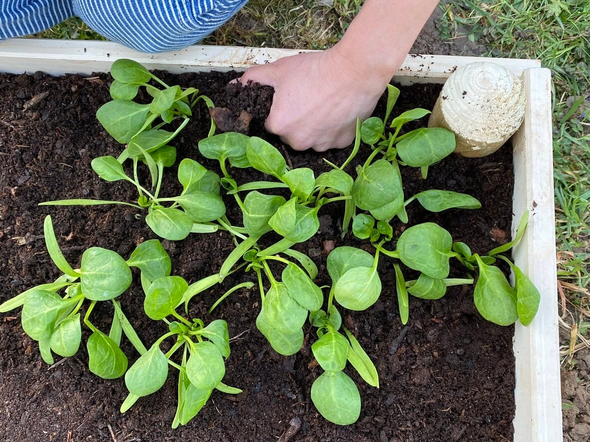 Planting baby spinach leafs