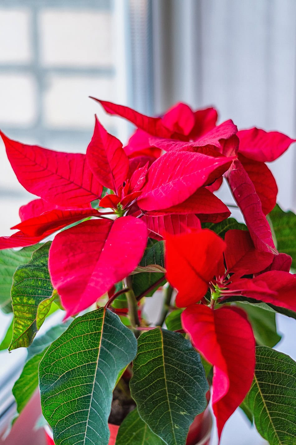 Pot with a Christmas poinsettia flower