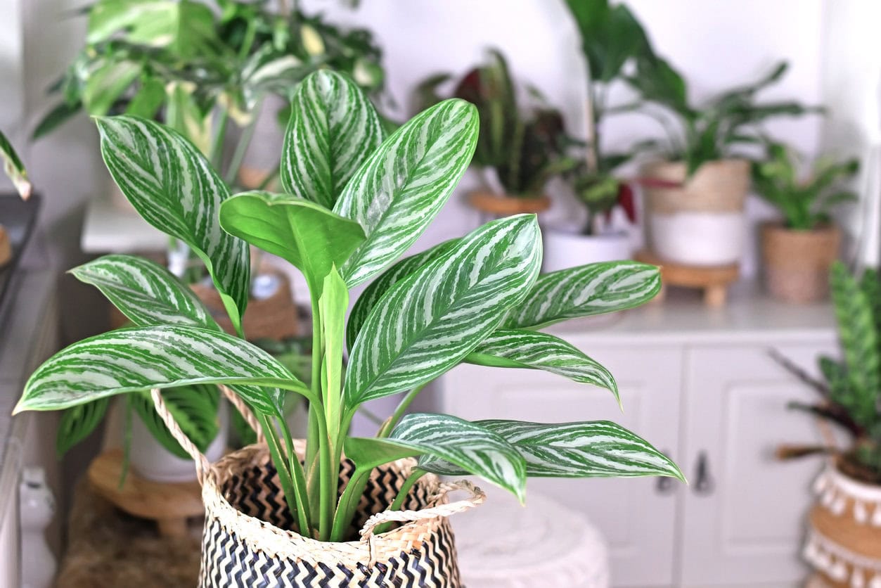 Chinese Evergreen (Aglaonema Stripes)