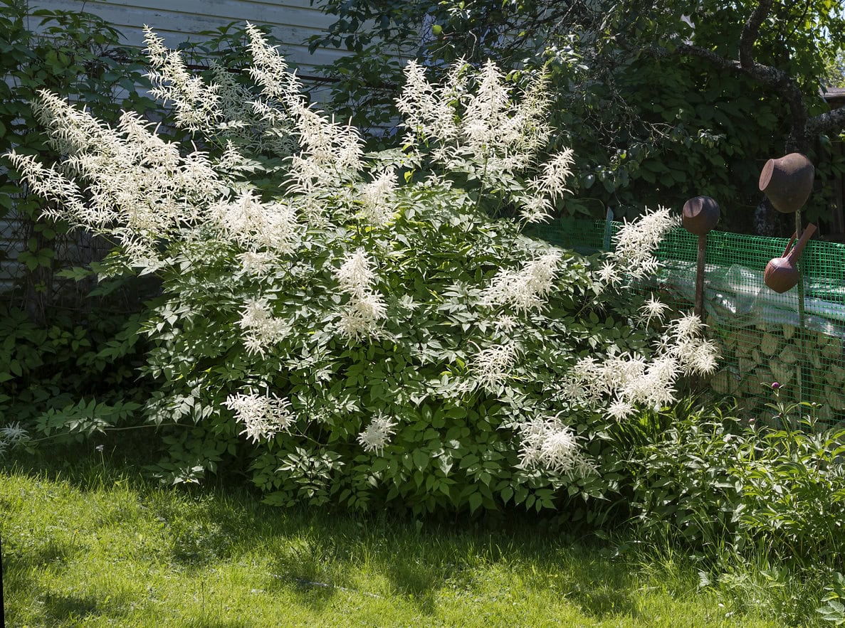 Goat’s Beard (aruncus dioicus)