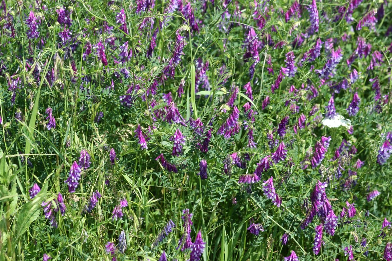 Vetch
