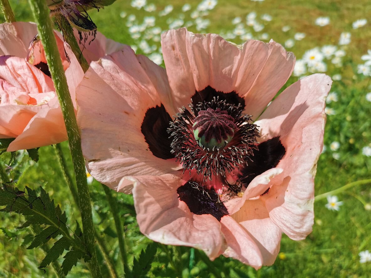 Orientalischer Mohn Prinzessin Victoria Louise