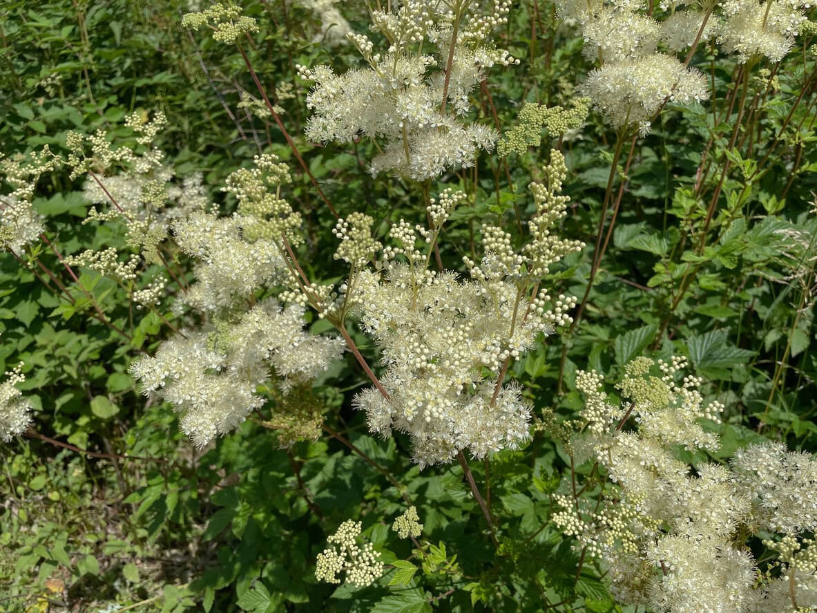 Meadowsweet