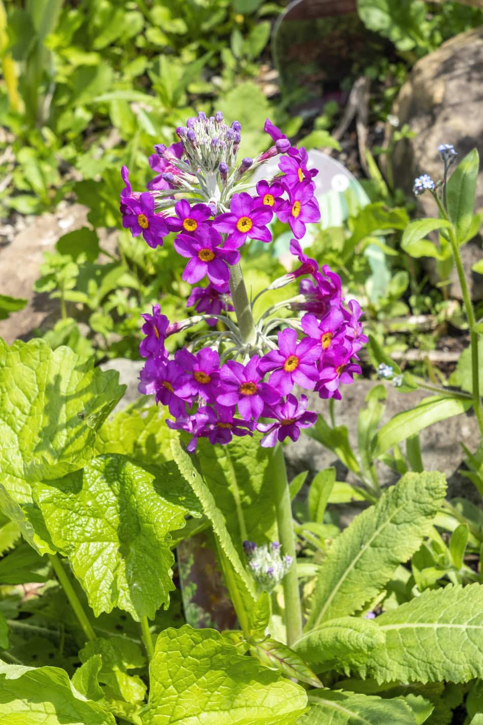 Japanese Primroses (Candelabra primula)